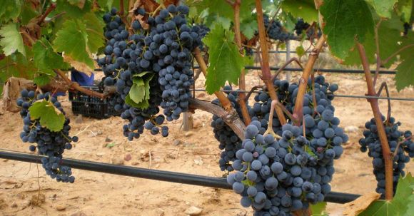 celasirka_src_tempranillo-cultivo