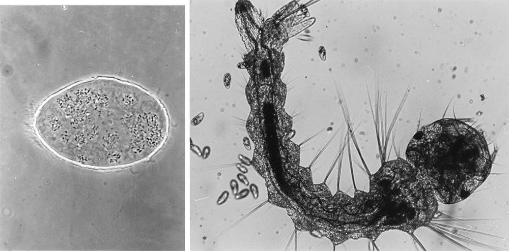 Bacillus-thuringiensis_1