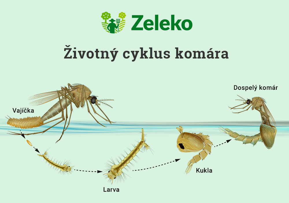 cyklus-komar