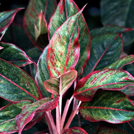Aglaonema: Krásná a nenáročná rostlina pro váš domov