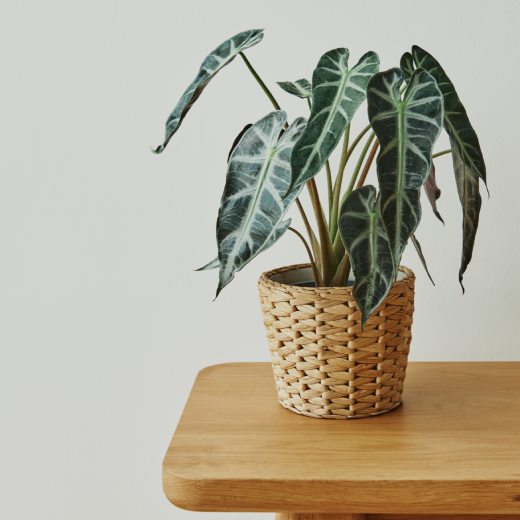 Alocasia (Alokázie): pěstování, hnojení a množení