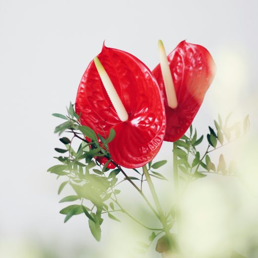 Toulitka Andréova (Anthurium,Anturie,Anthurie): pěstování, množení a choroby