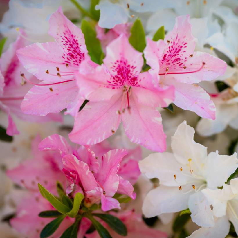 Mrazuvzdorné azalky: Krásné keře, které přežijí zimu