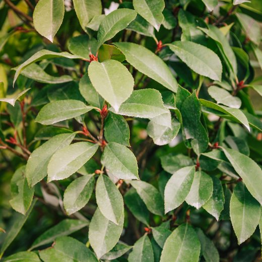 Bobkovišeň: pěstování, hnojení, množení a řízkování