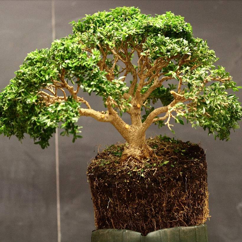 Chroby a škůdci buxusu: prevence a řešení