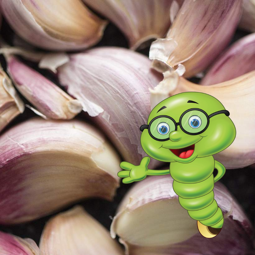 Kdy, jak a čím hnojit česnek?