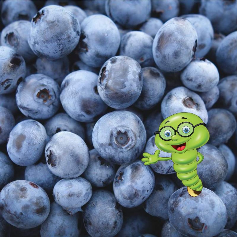 Kdy, jak a čím hnojit borůvky?