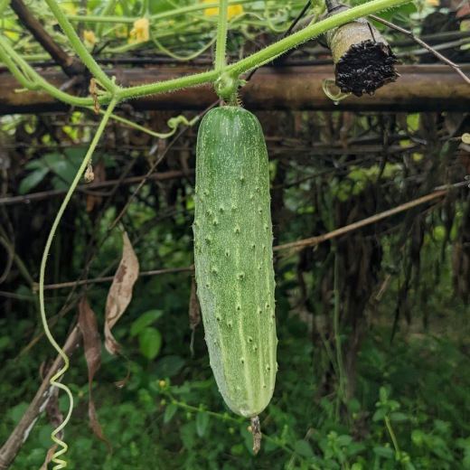 Čím hnojit okurky ve skleníku?