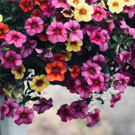 Čím hnojit surfínie?