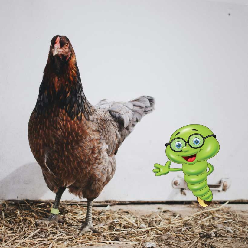 Co lze hnojit slepičincem?