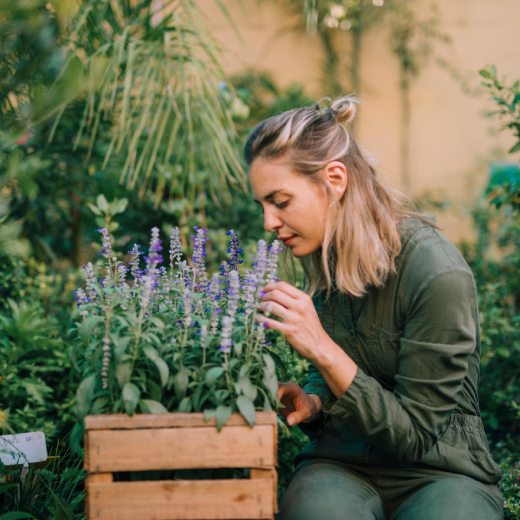 4 nejlepší domácí hnojiva na bylinky