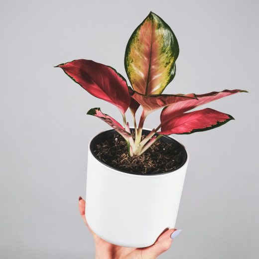 Aglaonema druhy