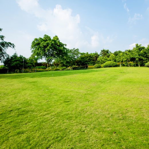 Jak, kdy a čím hnojit trávník pro nejlepší výsledky?