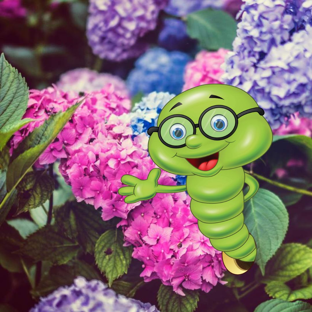 Kdy, jak a čím hnojit hortenzie?