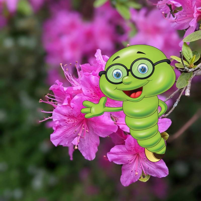 Kdy, jak a čím hnojit rododendrony?