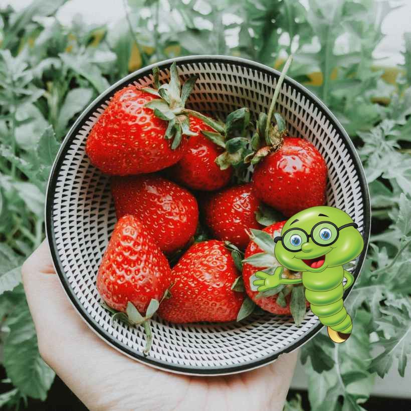 Nejlepší hnojivo na jahody