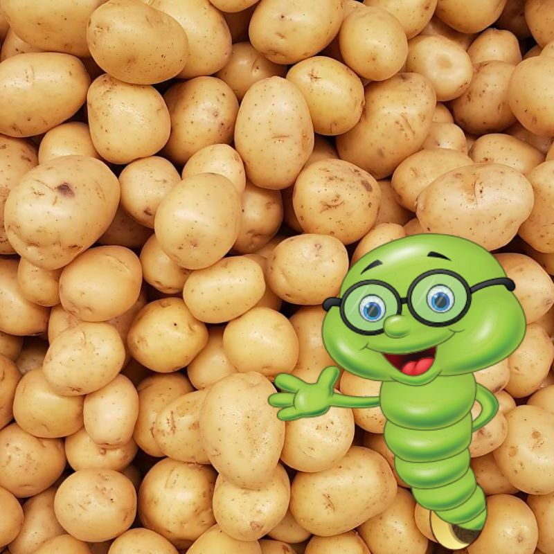 Kdy, jak a čím hnojit brambory?