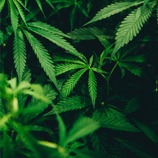 Jak často hnojit marihuanu?