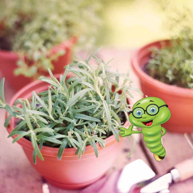 Pěstování tymiánu: Kompletní průvodce pro začátečníky i pokročilé