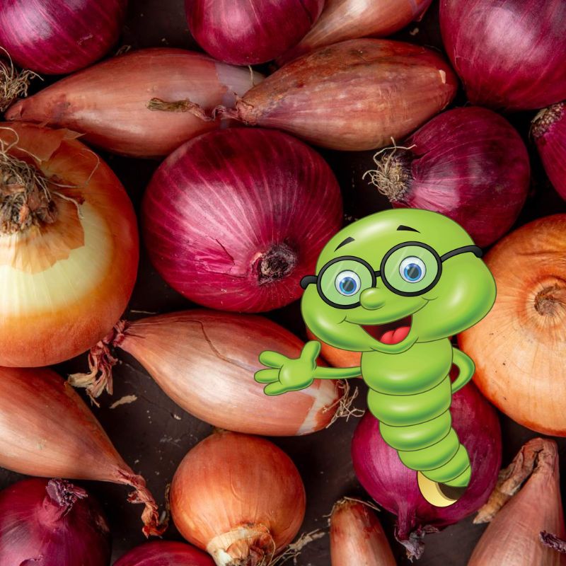 Jak, kdy a čím hnojit cibuli?