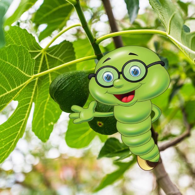 Fíkovník: Pěstování, hnojení a množení