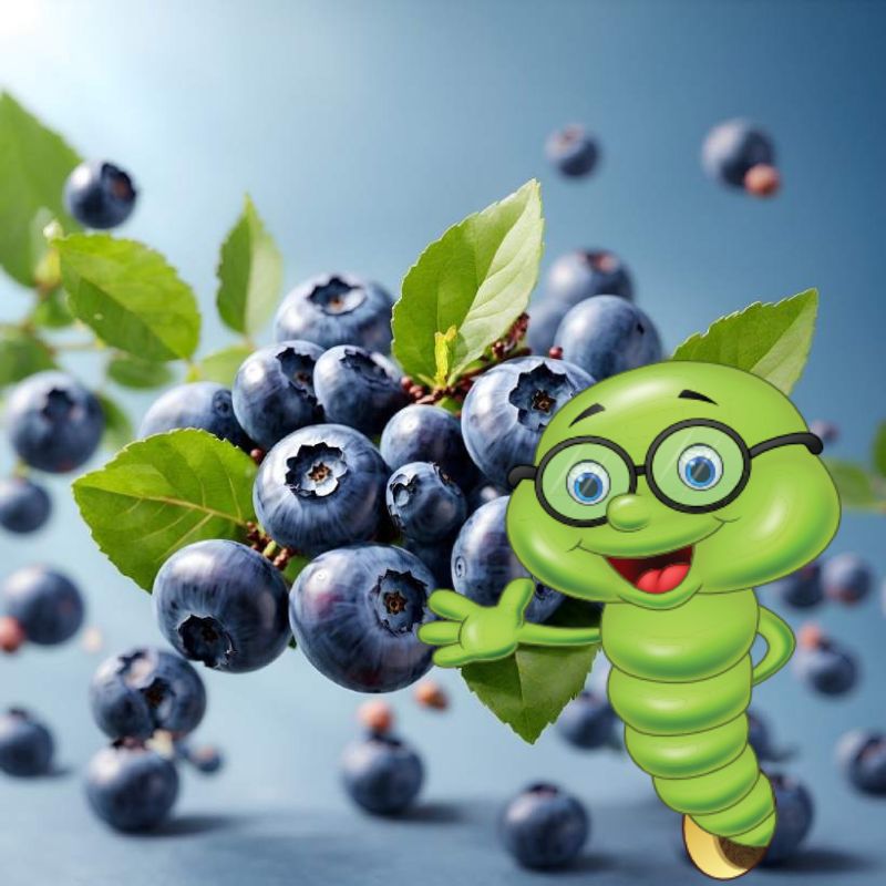 Jak pěstovat borůvky? Návod krok za krokem