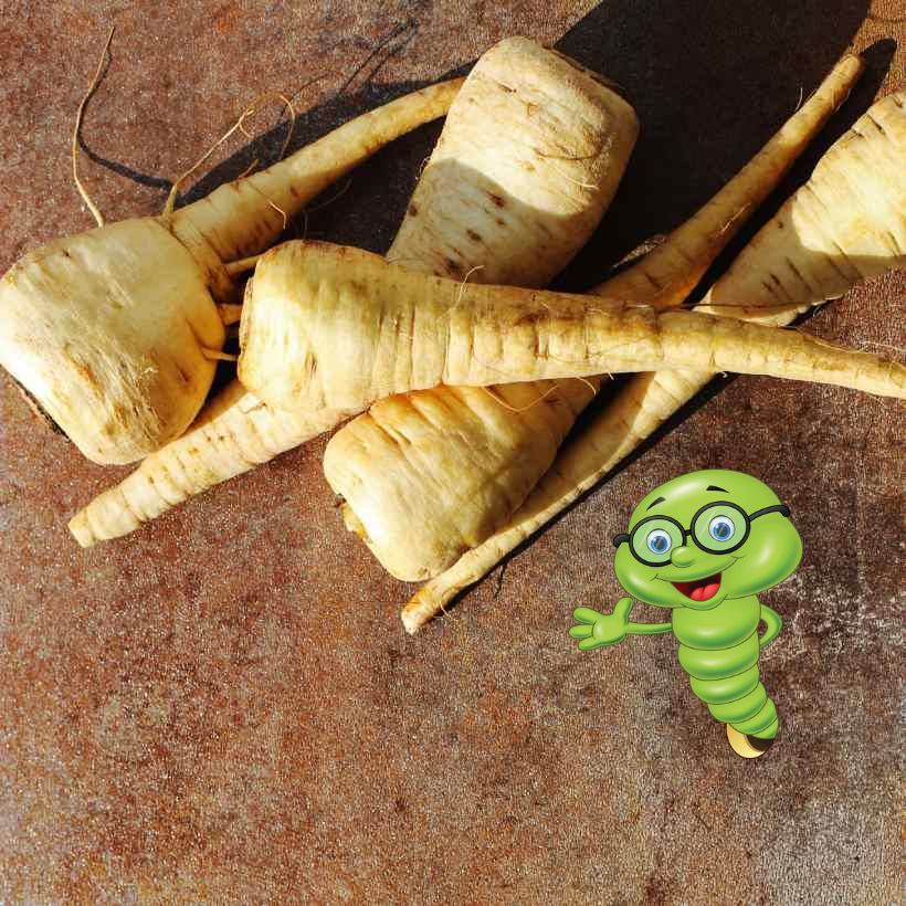 Jak pěstovat křen?