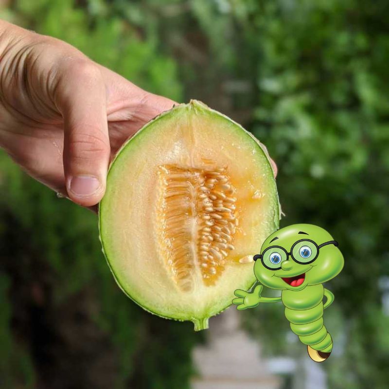 Jak pěstovat meloun? Krok za krokem