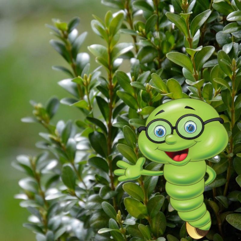 Jak rychle roste buxus (zimostráz)?