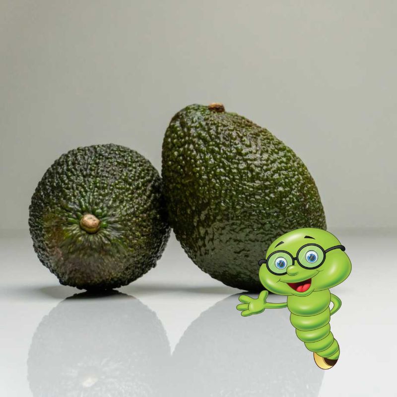 Pěstování avokáda: Jak na to?