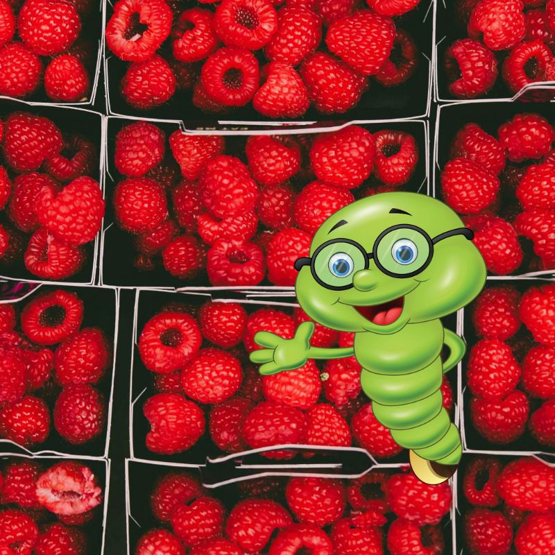 Kdy, jak a čím hnojit maliny?