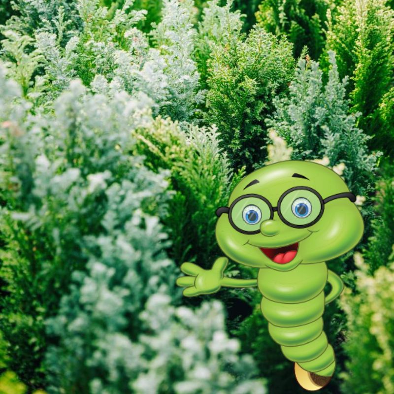 Množení buxusu: návod pro zahrádkáře