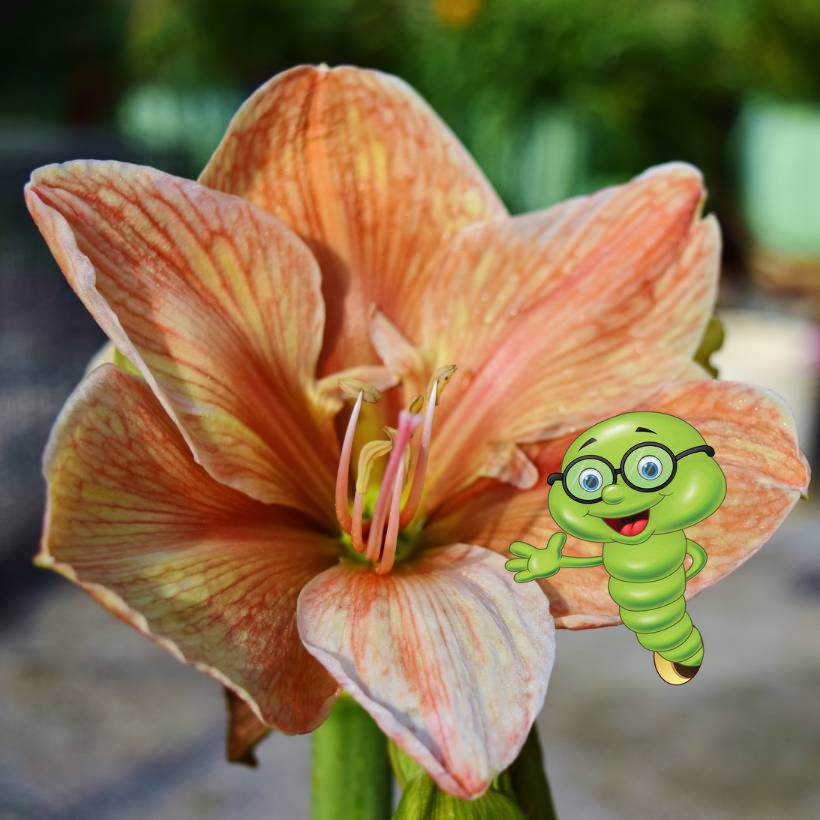 Jak pěstovat Amarylis (hvězdník)?