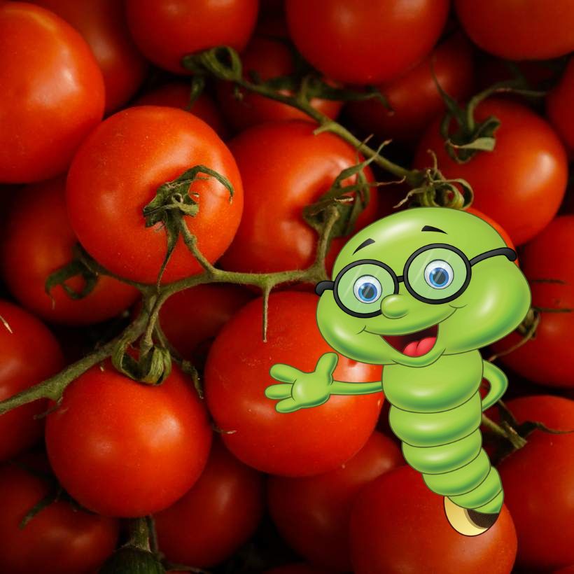 Jak, kdy a čím hnojit rajčata?