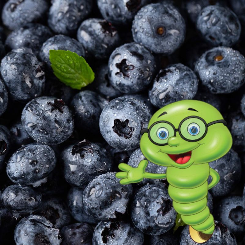 Nejlepší odrůdy borůvek