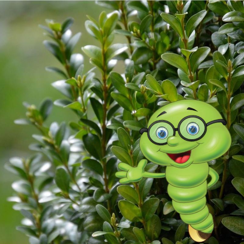 Kdy a jak stříhat buxus?