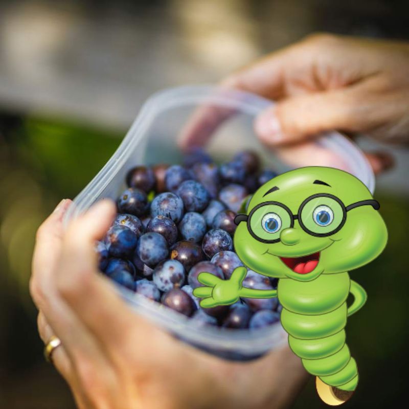 Kdy rostou borůvky?