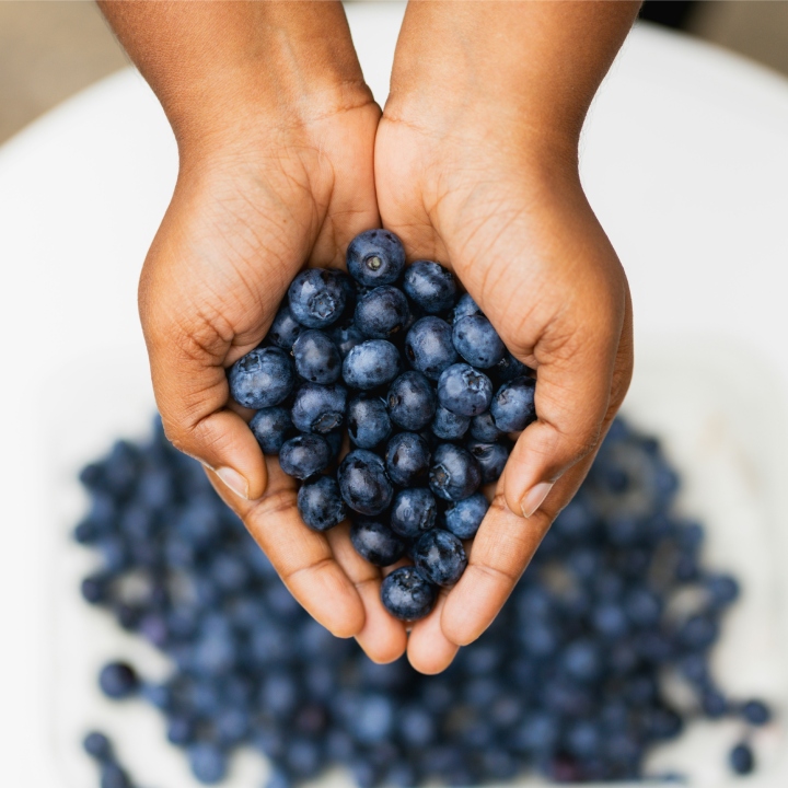 Kdy hnojit kanadské borůvky? Průvodce správným načasováním