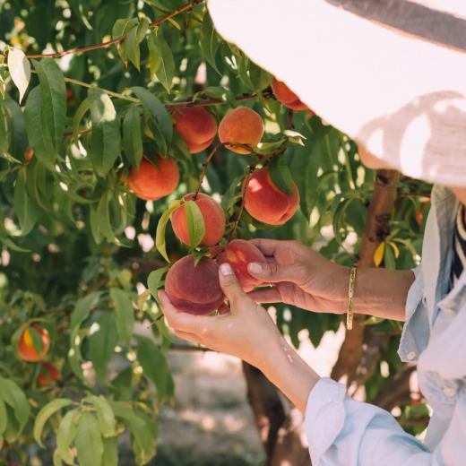 Kdy a jak správně hnojit ovocné stromky pro úrodu?