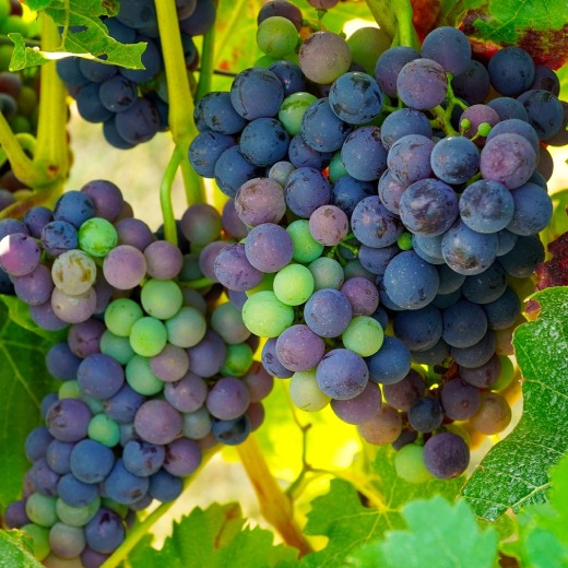 Kdy, jak a čím hnojit vinnou révu pro bohatou úrodu?