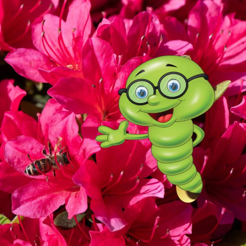 Kdy, jak a čím hnojit azalky?