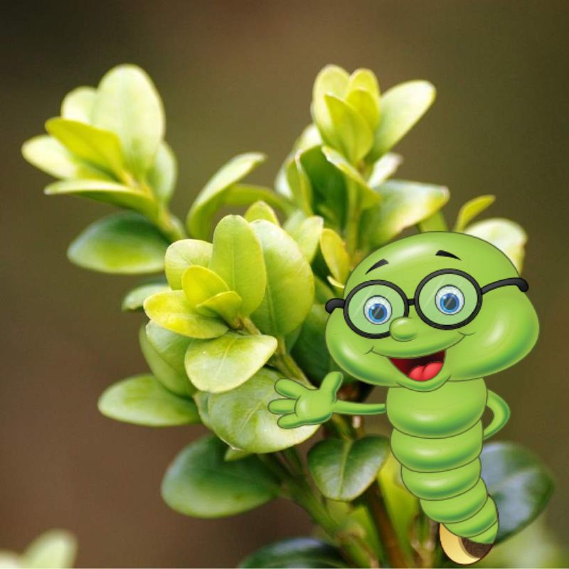 Jak, kdy a čím hnojit buxus?