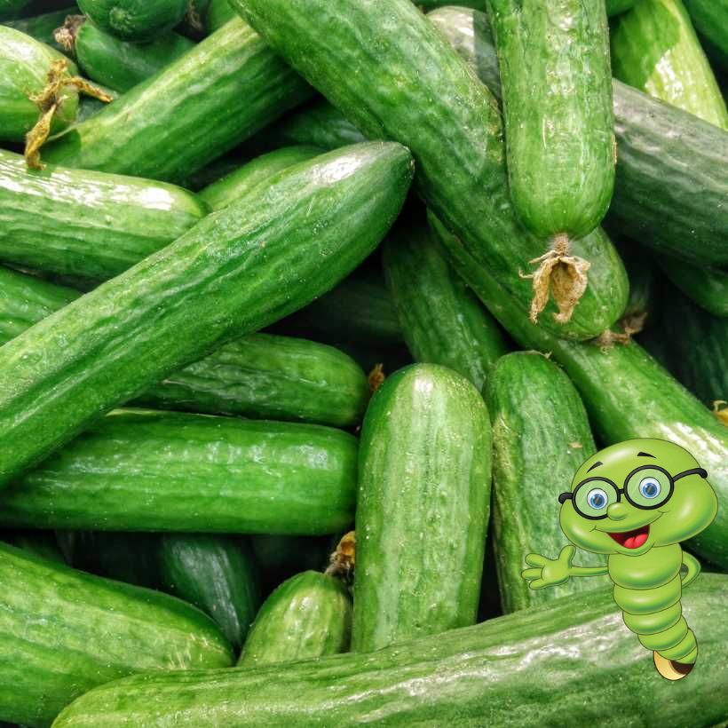 Jak, kdy a čím hnojit okurky?