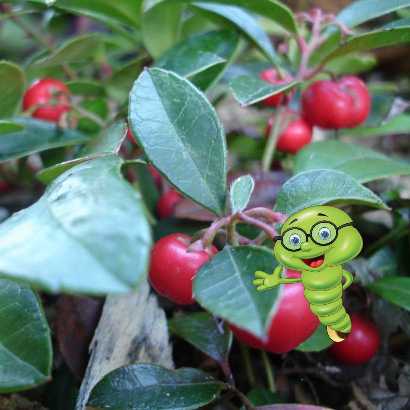 Libavka (Gautheria): Pěstování, hnojení a druhy