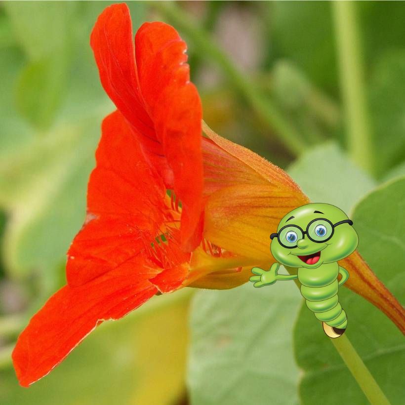 Jak na pěstování lichořeřišnice v truhlíku a ze semínek?