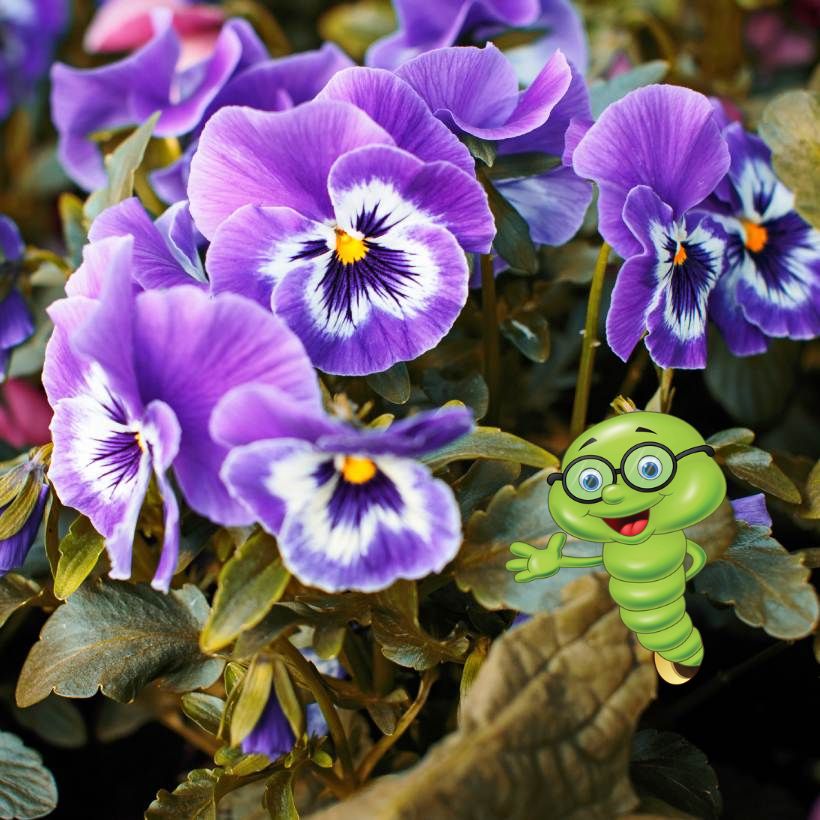 Jak pěstovat macešky v truhlíku?