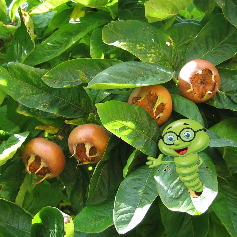 Mišpule: Pěstování, druhy a recepty