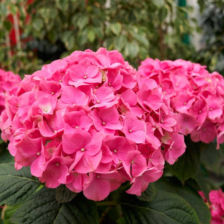 Domácí hnojiva pro hortenzie: Snadné a efektivní recepty