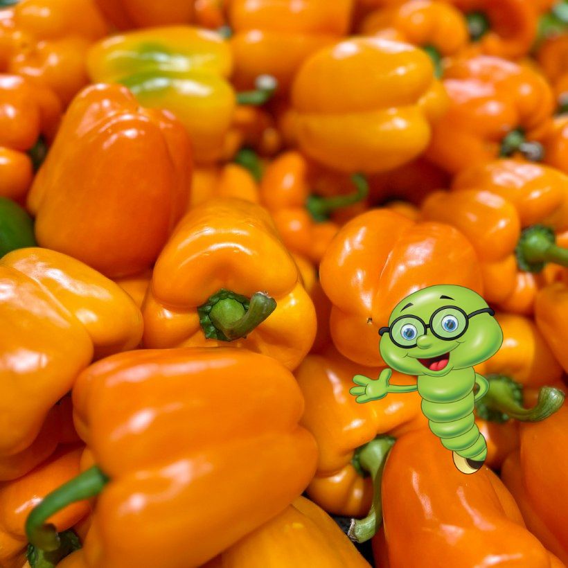 Nejlepší hnojivo na papriky