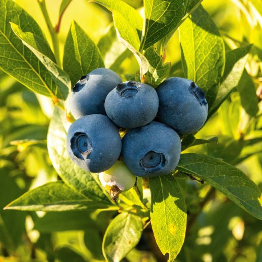 Nejlepší hnojivo na borůvky